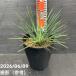 ���b�J 6�� ���l�A���t�H���A�iYucca linearifolia�j�b�Ԗ�01-D1