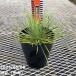 ���b�J 6�� ���l�A���t�H���A�iYucca linearifolia�j�b�Ԗ�01-D1 �֘A�摜4