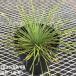 ���b�J 6�� ���l�A���t�H���A�iYucca linearifolia�j�b�Ԗ�01-D1 �֘A�摜2