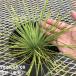 ���b�J 6�� ���l�A���t�H���A�iYucca linearifolia�j�b�Ԗ�01-D1 �֘A�摜5