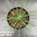 ���b�J 6�� ���l�A���t�H���A�iYucca linearifolia�j�b�Ԗ�01-D1 �֘A�摜1
