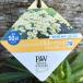 PWreu can semam Mill ключ way banana крем 11cm длинный pot ×2 горшок комплект l. цветок 04-PA