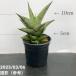  сансевиерия 3 номер угол горшок блокировка man Rockman 6-7cm pot бросание включая specification l. лист 02-D2