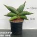  сансевиерия 3 номер угол горшок sawati-Sawasdee 6-7cm pot бросание включая specification l. лист 02-D2