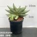  сансевиерия 3 номер угол горшок два колеса Nilin 6-7cm pot бросание включая specification l. лист 02-D2