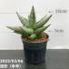  сансевиерия 3 номер угол горшок yayaYaya 6-7cm pot бросание включая specification l. лист 02-D2