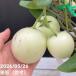 < реальный имеется >pepi-no6 номер l фруктовое дерево 04-PA