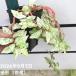 [30%OFF купон ]pe rio niare пенсов . ввод Pellionia repens variegata 3.5 номер l. лист 10-TU