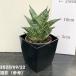  сансевиерия 3 номер угол горшок e- Len Dell Ehrendel 6cm pot бросание включая specification l. лист 02-D2
