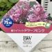 PW. lilac dowa-f розовый 11cm длинный pot l Hanaki 04-PA