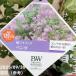 PW. lilac авторучка da5 номер l Hanaki 04-PA