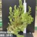 [30%OFF купон ][. сделка на данный момент товар доставка ] дракон katen Delon zo-i7 номер l Hanaki 10-TU