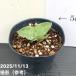  сансевиерия 7cm pot Mini rose Mini rose pra горшок l. лист 02-D2