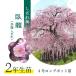 [ ограниченное количество 2 год сырой рассада ] Suzuka. лес сад ... слива название дерево [. дракон (. одежда ...)] контактный . дерево рассада 4 номер длинный pot рассада 2 год сырой рассада l Hanaki 10-D1