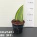  сансевиерия 3.5 номер ma Sony дыра Varie ga-ta. ввод лист .. АО производство горшок specification l. лист 02-D2