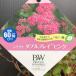 PW спирея японская двойной Play розовый 11cm длинный pot l Hanaki 04-PA