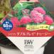 PW спирея японская двойной Play du-ji-11cm длинный pot l Hanaki 04-PA