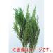 ��n�_�� �X�g�[�x ���N50g �E�H�b�V���O���[��