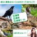 �L�悯 �����g �������ފ� �\�[���[ �Q�b �h�� �� ��� �J���X �l�Y�~ �ŋ� ���ʐ�� �΍� �C�m�V�V ���Q �� �� �� �R�E���� ���T�V�[�m �֘A�摜2