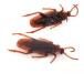 ���¹�͢���ʡ�SUMAG 10 Pcs Simulation Cockroach (Fake) Magic Tricks Close up S
