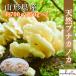  предварительный заказ # Yamagata префектура производство редкий .. . ограничение b Nakano ka( бук - litake) примерно 700g(350g×2) 10 месяц средний . примерно ~10 месяц последняя декада примерно 