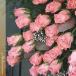 ピンクのバラ１本から　お好きな数だけ花束にして　