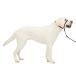 PetSafe( домашнее животное safe )jentoru Leader .. обивка предотвращение head цвет собака для прогулка тренировка [ черный L размер ]