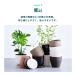 �A�ؔ� �� ���픫 8�� CERAPOTS �f�Ă� ���M�t�� ������� �v�����^�[ �C���e���A �k�� ���M�t�� �A�� �ϗt�A�� �֘A�摜3