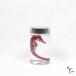 [ transparent specimen seahorse ] specimen research ... interior miscellaneous goods skeleton clear stylish transparent bin transparent bottle glycerin anatomy insect necklace 