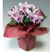  фотокаталитический искусственный цветок искусственный цветок Cattleya 3шт.@. лаванда день рождения память день переезд праздник . День матери ..