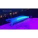 �X�N�C�b�h�}�j�A ���C���h�`�F�C�X B-TR 3.5�� #BT07 ���ꂢ���R�m�V��(UV)  squidmania WILD CHASE �X�N�}�j�� �摜�͋��ʂł��B �֘A�摜3
