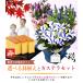 �����J�Ò��I �h�V�̓� �v���[���g ���� ���ǂ� �M�t�g 2026 �������� ���� �J�X�e�� �Z�b�g ���� 80�� 70�� ����������� ���΂������ �c�� �c�� ���� �֘A�摜1