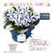 �����J�Ò��I �h�V�̓� �v���[���g ���� ���ǂ� �M�t�g 2026 �������� ���� �J�X�e�� �Z�b�g ���� 80�� 70�� ����������� ���΂������ �c�� �c�� ���� �֘A�摜3