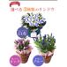 �����J�Ò��I �h�V�̓� �v���[���g ���� ���ǂ� �M�t�g 2026 �������� ���� �J�X�e�� �Z�b�g ���� 80�� 70�� ����������� ���΂������ �c�� �c�� ���� �֘A�摜2