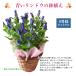 �����J�Ò��I �h�V�̓� �v���[���g ���� ���ǂ� �M�t�g 2026 �������� ���� �J�X�e�� �Z�b�g ���� 80�� 70�� ����������� ���΂������ �c�� �c�� ���� �֘A�摜5