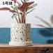 �_���~�[�|�b�g 5�����Ή� ���16.5�~����15.5cm �u���E�� �u���b�N �A�ؔ� �v�����^�[�J�o�[ �t�����[�|�b�g �� �� �ϗt�A�� �����A�� �T�{�e�� �K�[�f���G��