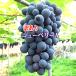 [ прохладный рейс отправка ] новый Berry A есть перевод Okayama производство 2kg примерно 4.~6. есть перевод виноград виноград есть перевод новый Berry A есть перевод для бытового использования виноград Okayama .... Okayama 