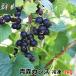 [ black currant ферма Aomori префектура производство рефрижератор black currant 1Kg] включая доставку * прямая поставка от производителя Aomori # рефрижератор отправка 