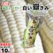  вы .. ..2L размер 10шт.@( вакуум упаковка ) Aomori префектура производство белый кукуруза белый кукуруза только ..dake Kimi .. прямая поставка от производителя скала дерево магазин 