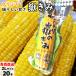  вы .. ..LL размер 20шт.@( вакуум упаковка ) Aomori производство кукуруза ... только .. кукуруза прямая поставка от производителя скала дерево магазин 