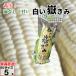  вы .. ..SS размер 5шт.@( вакуум упаковка ) Aomori префектура производство белый кукуруза белый кукуруза только ..dake Kimi .. прямая поставка от производителя скала дерево магазин 