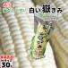  вы .. ..M размер 30шт.@( вакуум упаковка ) Aomori префектура производство белый кукуруза белый кукуруза только ..dake Kimi .. прямая поставка от производителя скала дерево магазин 