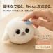 AI�ʂ������ AI���{�b�g AI�y�b�g ������ׂ�ʂ������ ChatGPT���� ��b�ʂ������ �����ʂ������ �p��w�K �m��ߋ� ���z0�~ Wi-Fi�Ή� �v���[���g �֘A�摜2