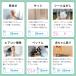 �i�m�\�C�R���C�h ���Ղ�[�� 4���b�g���i�A�v���[�Y�v���~�A���j �֘A�摜3