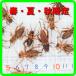 �a �t�^�z�V�R�I���M�i18�`22�����ʁjL�T�C�Y�@50�C �t�E�āE�H����i�g�J�Q�̉a�A�������̃G�T�A�J�G���̉a�j�i঒��� �����ނ̃G�T�@�a�j