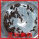 free shipping wa radio-controller msi50 pcs ( newt frog kana snake lizard. feed ) calcium abundance feed for ... insect 