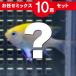 スズメダイ MIX 10匹セット!海水魚 生体 ススメダイ 15時までのご注文で当日発送【スズメダイ】