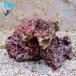 【サンプル】ライブロック 1kgの価格(B-4964) 海水魚 サンゴ 生体