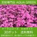  газонная трава Sakura (siba The kla)o-tam rose 80 АО бесплатная доставка ( Okinawa префектура Hokkaido отдаленный остров отдельный необходимо )9 см 3 номер pot Revue . написать газонная трава Sakura . хороший привилегия есть!