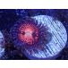 US Zoa Mamba